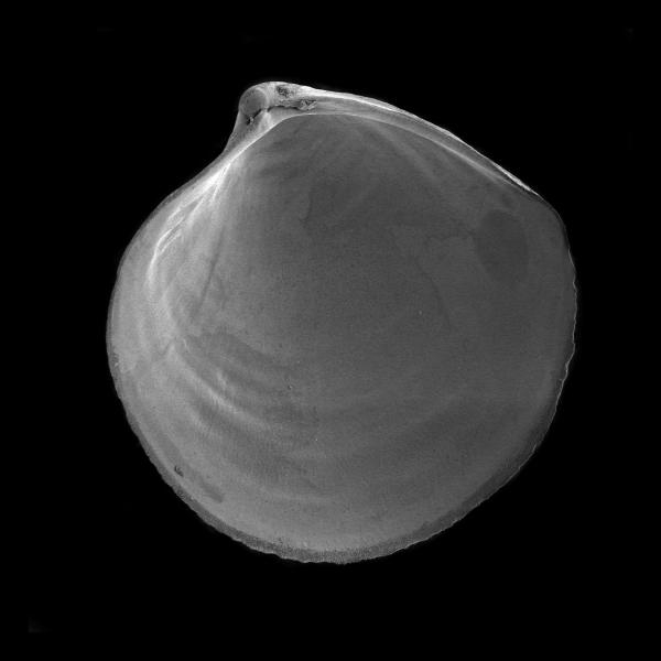 Thyasira dunbari Thyasira dunbari