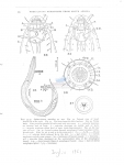 Nematode file-library of the Marine Biology Section (Ghent University, Belgium)