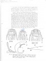 Nematoda (roundworms)