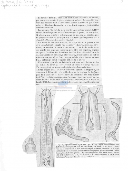 Siphonolaimus niger