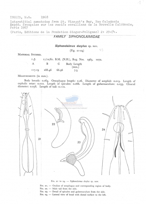 Siphonolaimus dorylus