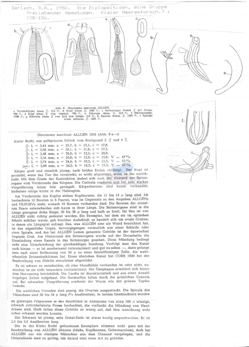 Disconema suecicum