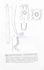 Eleutherolaimus stenosoma