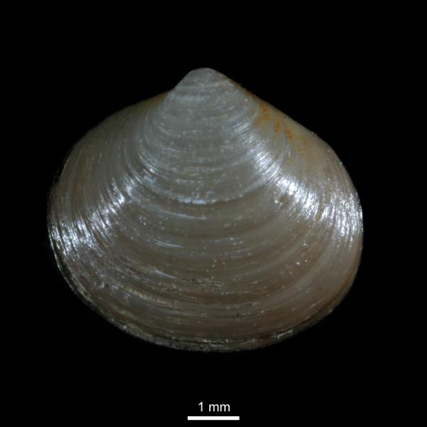 Diplodonta torelli Diplodonta torelli