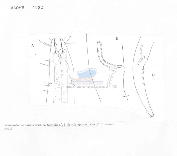 Eleutherolaimus iniquisetosus