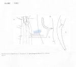 Nematode file-library of the Marine Biology Section (Ghent University, Belgium)