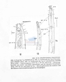 Nematoda (roundworms)