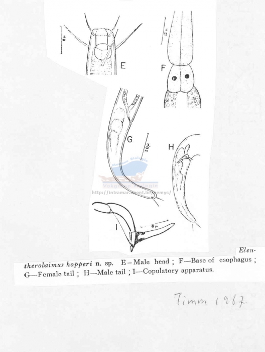 Eleutherolaimus hopperi