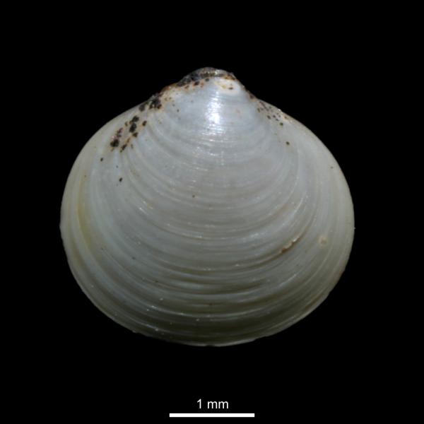 Diplodonta torelli Diplodonta torelli