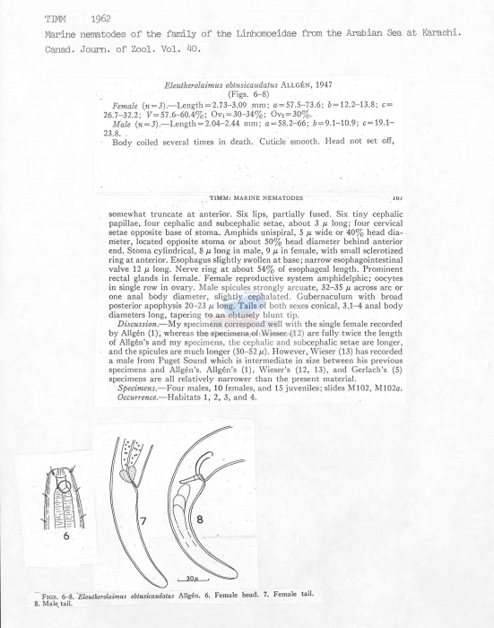 Eleutherolaimus obtusicaudatus