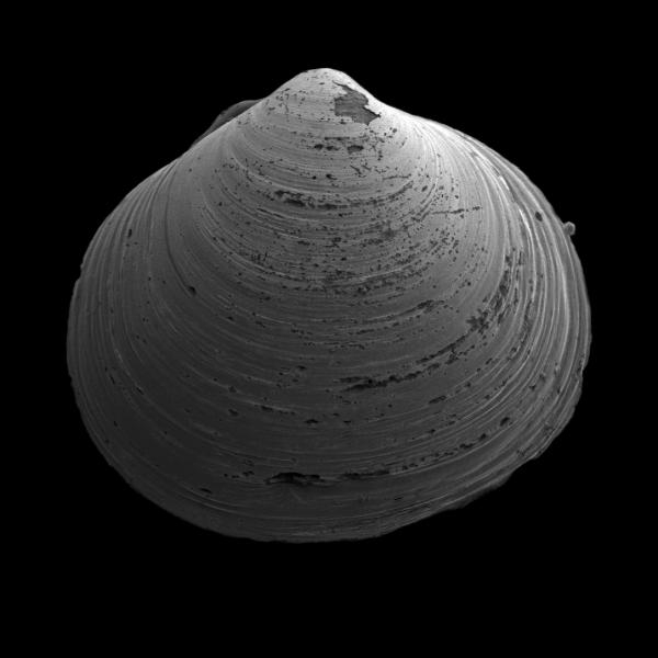 Diplodonta torelli Diplodonta torelli