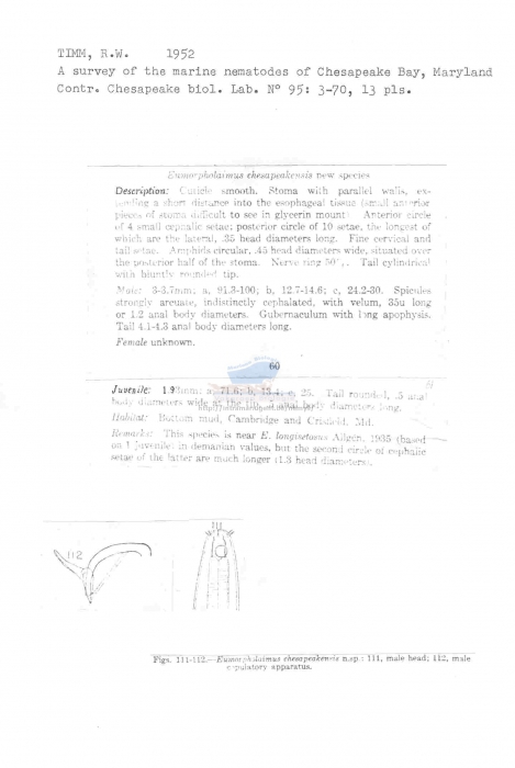 Eumorpholaimus chesapeakensis