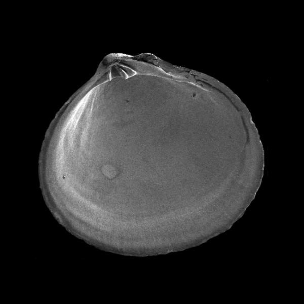 Diplodonta torelli Diplodonta torelli