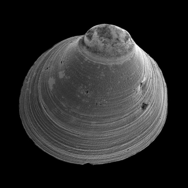 Diplodonta torelli Diplodonta torelli
