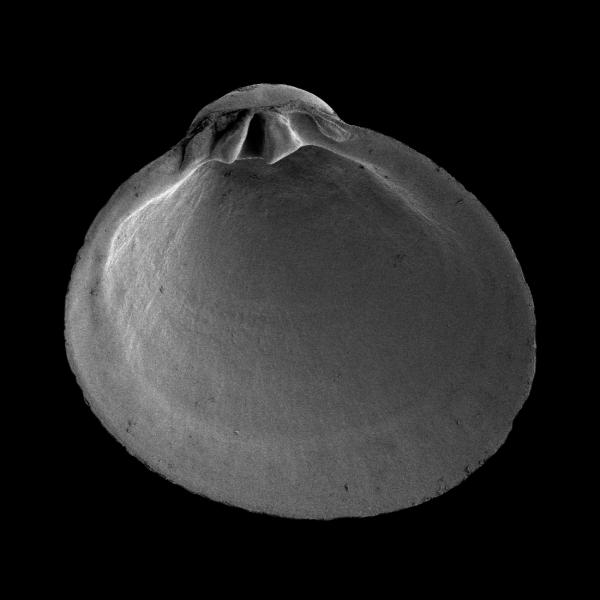 Diplodonta torelli Diplodonta torelli