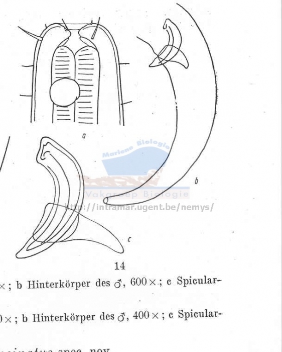 Megadesmolaimus uncinatus