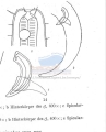 Nematoda (roundworms)