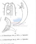 Nematode file-library of the Marine Biology Section (Ghent University, Belgium)