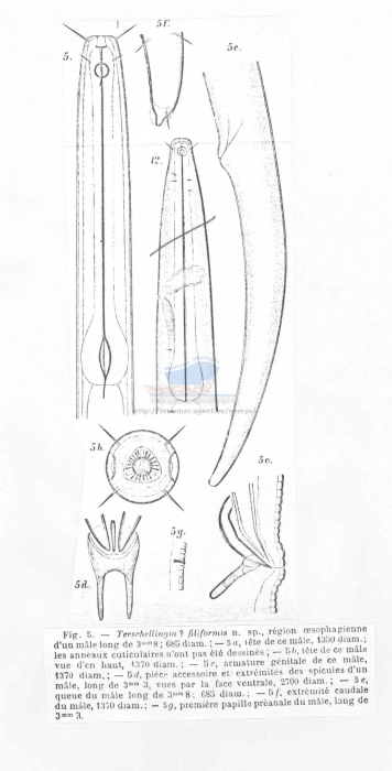 Metalinhomoeus filiformis