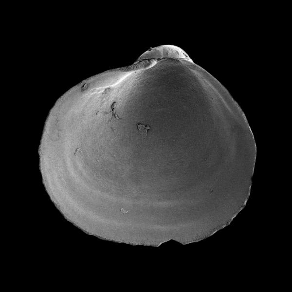 Kellia sp. Kellia sp.