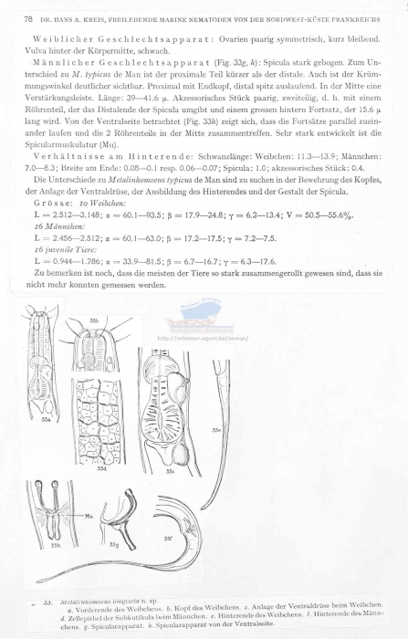 Metalinhomoeus longiseta