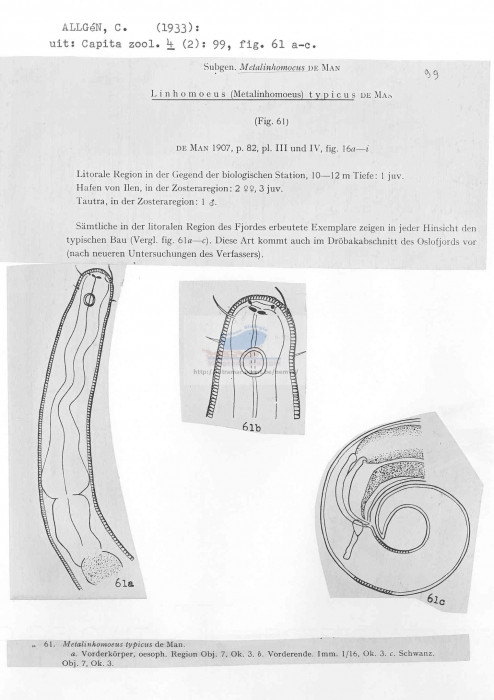 Metalinhomoeus typicus