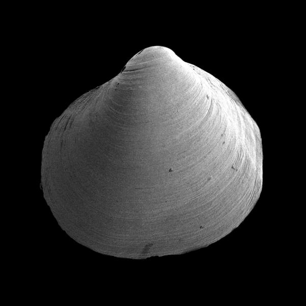 Kellia sp. Kellia sp.