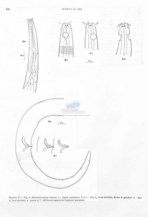 Metalinhomoeus biratus