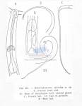 Metalinhomoeus effilatus