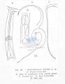 Nematoda (roundworms)