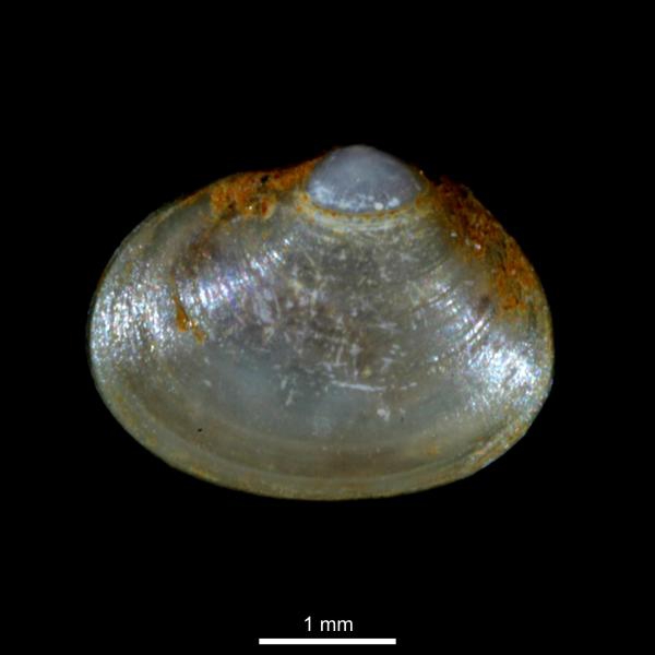 Montacuta spitzbergensis Montacuta spitzbergensis