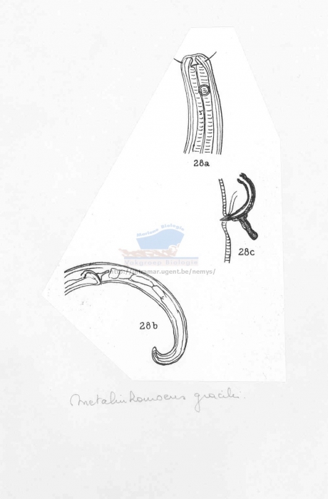 Metalinhomoeus gracilis