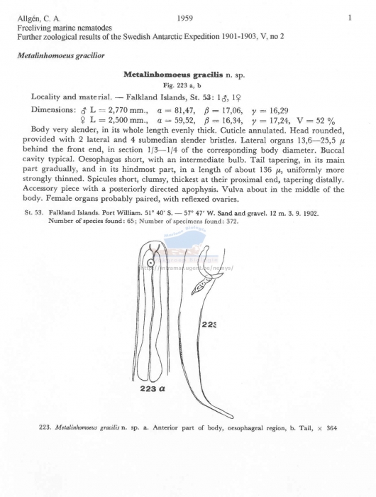 Metalinhomoeus gracilis