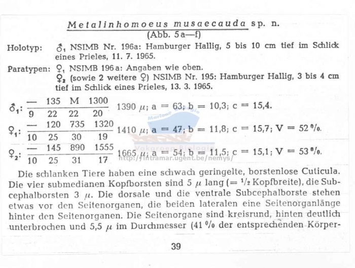 Metalinhomoeus musaecauda