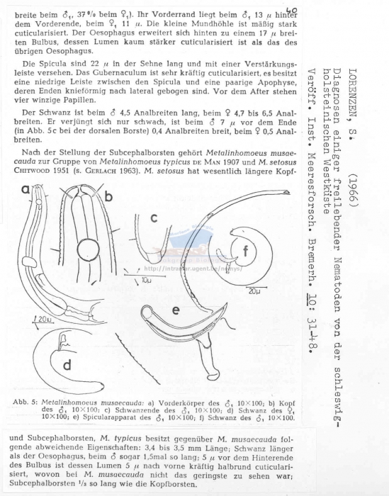 Metalinhomoeus musaecauda