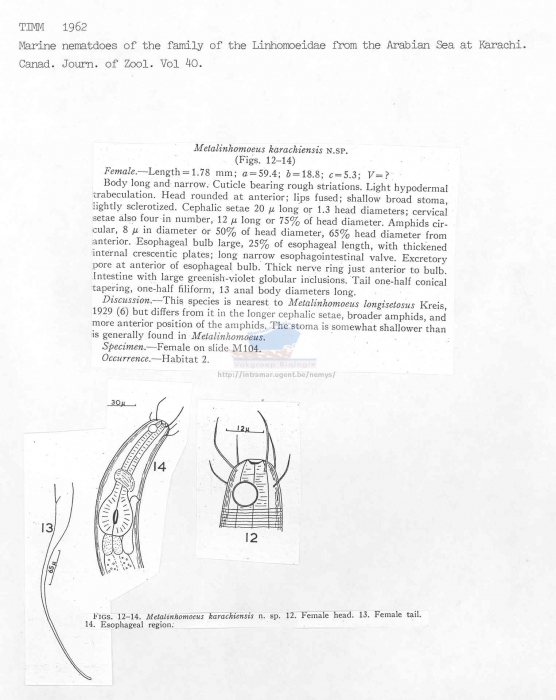 Metalinhomoeus karachiensis