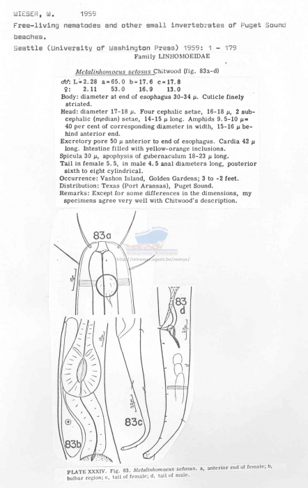 Metalinhomoeus setosus