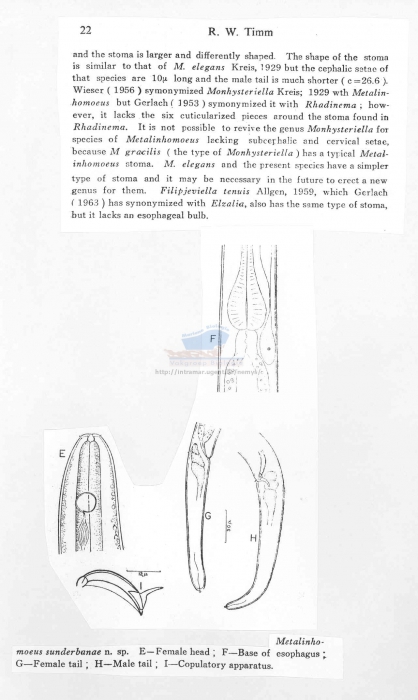 Metalinhomoeus sunderbanae