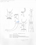 Metalinhomoeus timmi