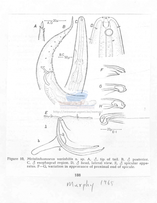 Metalinhomoeus variabilis