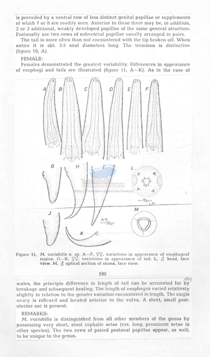 Metalinhomoeus variabilis