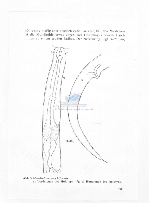 Metalinhomoeus biformis