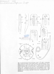 Paralinhomoeus lepturus