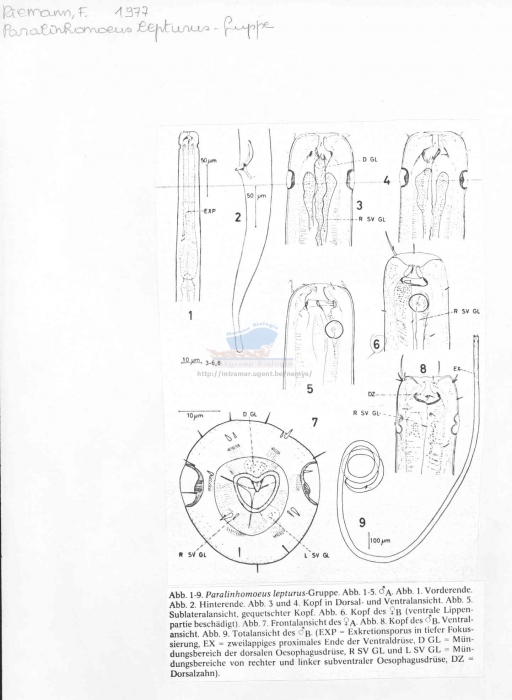 Paralinhomoeus lepturus