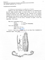 Paralinhomoeus tenuicaudatus