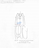 Paralinhomoeus tenuicaudatus