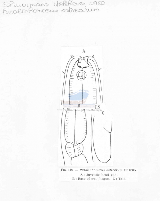 Paralinhomoeus tenuicaudatus