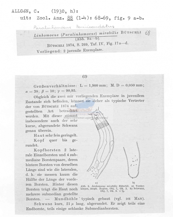 Paralinhomoeus tenuicaudatus