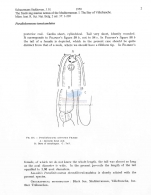 Paralinhomoeus tenuicaudatus