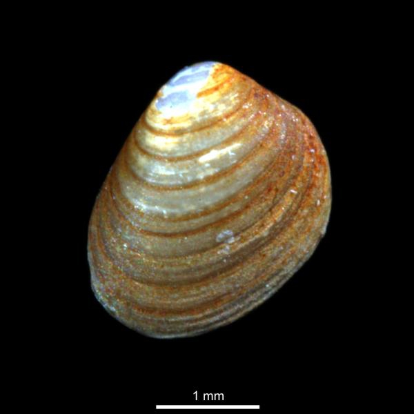 Mysella sovaliki Mysella sovaliki